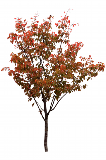 紅葉画像