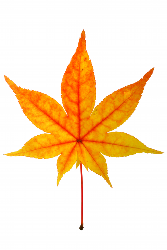 紅葉画像