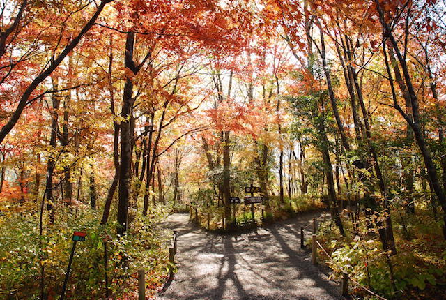 箱根湿生花園の紅葉 箱根の紅葉名所