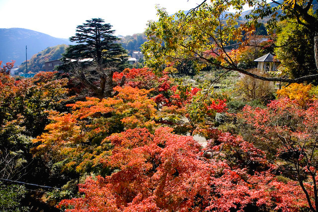 強羅公園の紅葉画像