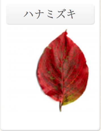 鮮やかな紅葉画像