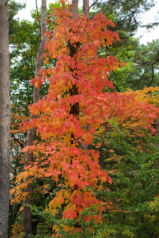 紅葉画像