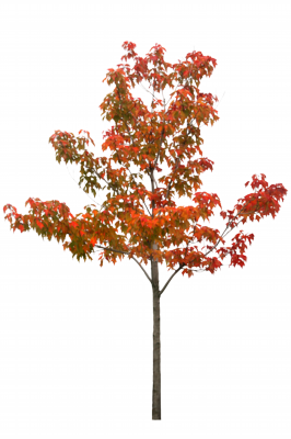 紅葉画像