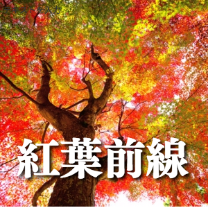 秋の風景画像