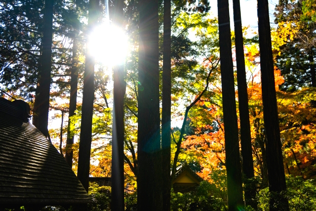 長安寺の紅葉 箱根の紅葉名所