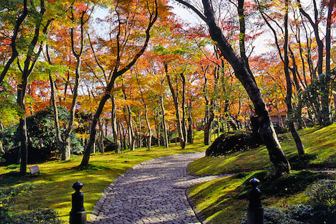 紅葉の鮮やかな山