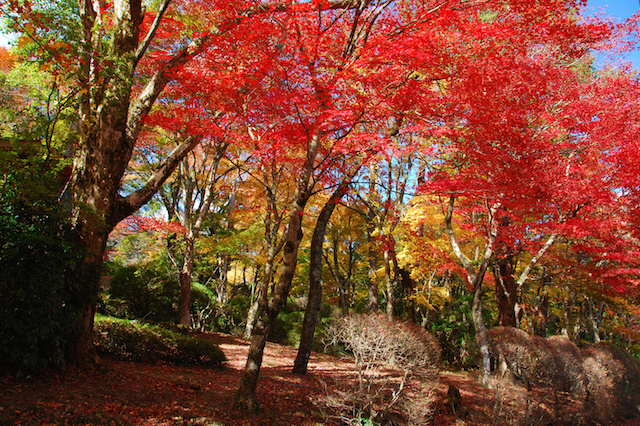 紅葉の鮮やかな山