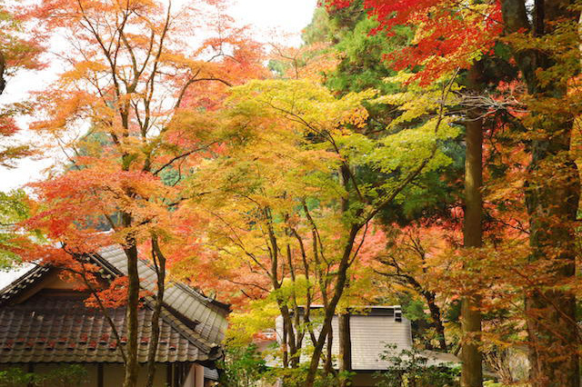 紅葉の鮮やかな山