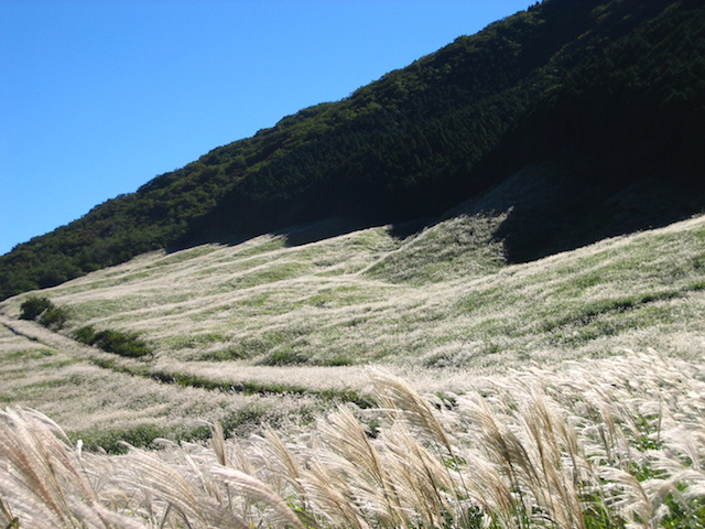 仙石原すすき草原の画像