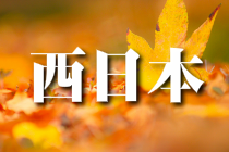 紅葉の落葉が点在