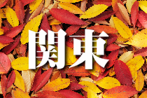 紅葉の鮮やかな落葉