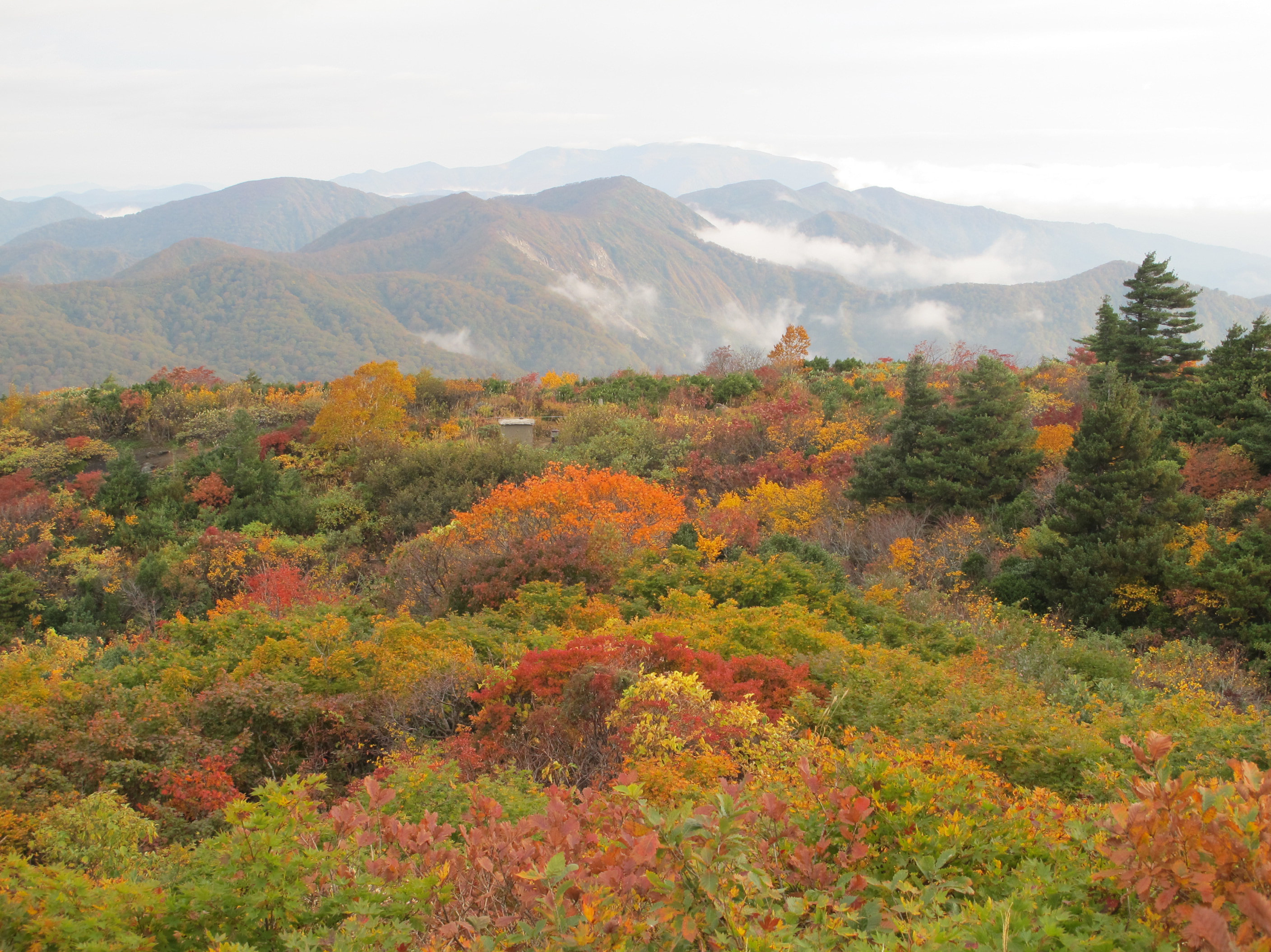 鮮やかな紅葉の風景