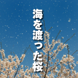 桜の画像