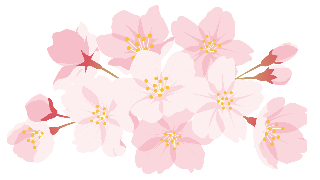ピンクの桜のイラスト画像