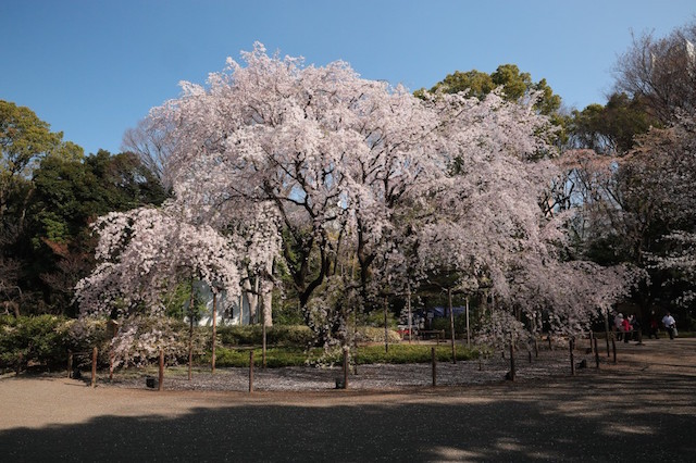 絶景の画像